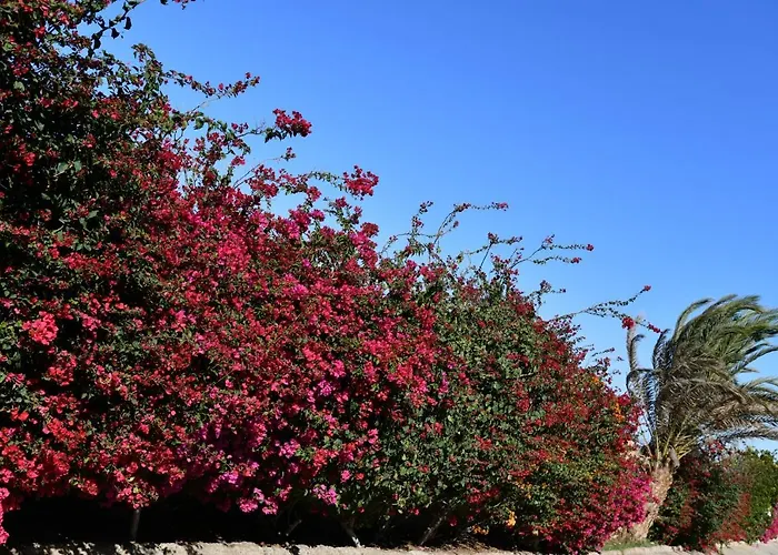 Wadi Lahmy Azur - Soft 3* Râs Banâs